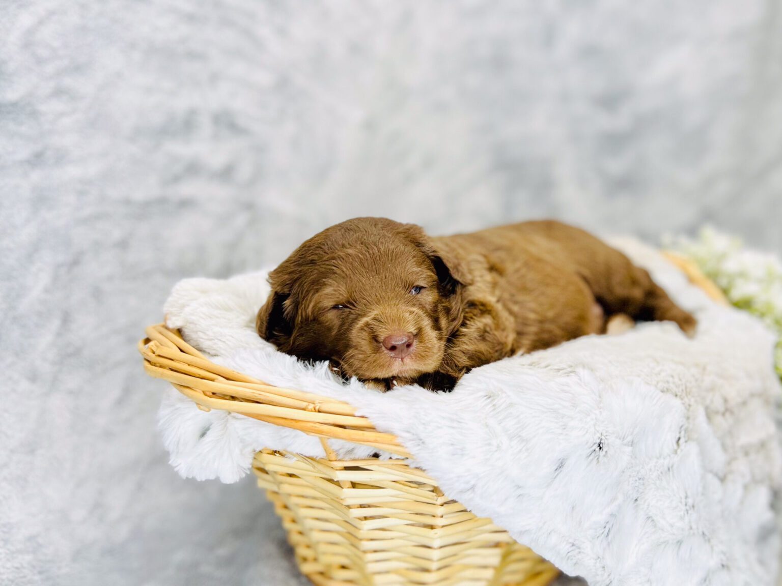 I am just a tiny baby and would love to join your family soon! Of course, you can’t see how cute and curly I will be when I get older, so the Dog Club will send updated photos when I am about 6 to 7 weeks old, if you choose to adopt me. Infant puppy deposits are refundable or transferrable.