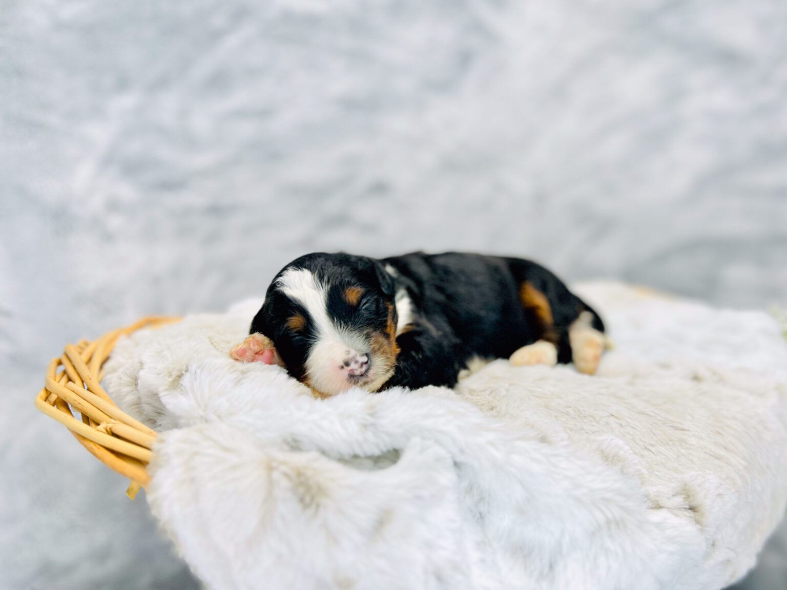 I am just a tiny baby and would love to join your family soon! Of course, you can’t see how cute and curly I will be when I get older, so the Dog Club will send updated photos when I am about 6 to 7 weeks old, if you choose to adopt me. Infant puppy deposits are refundable or transferrable.