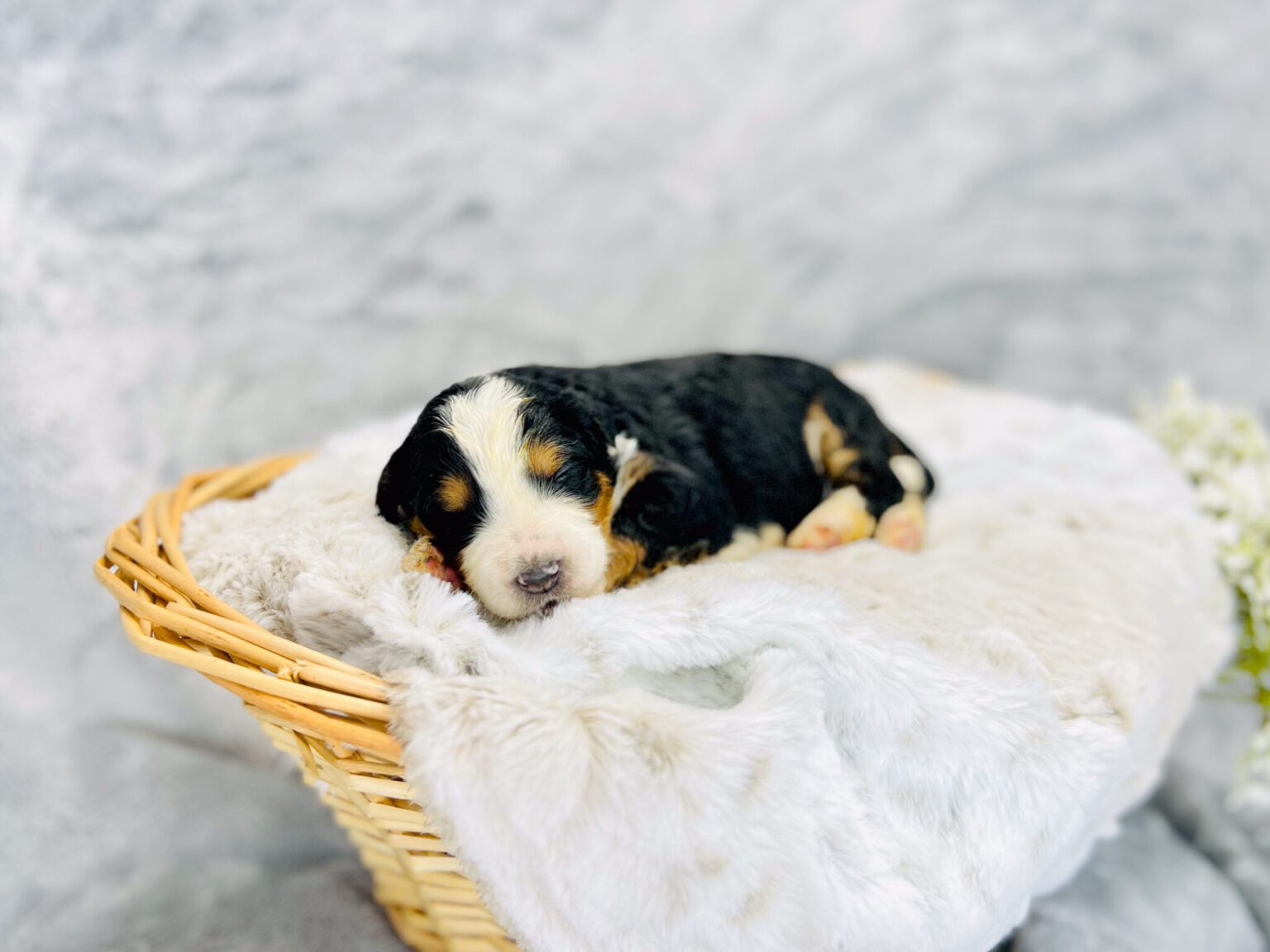 I am just a tiny baby and would love to join your family soon! Of course, you can’t see how cute and curly I will be when I get older, so the Dog Club will send updated photos when I am about 6 to 7 weeks old, if you choose to adopt me. Infant puppy deposits are refundable or transferrable.