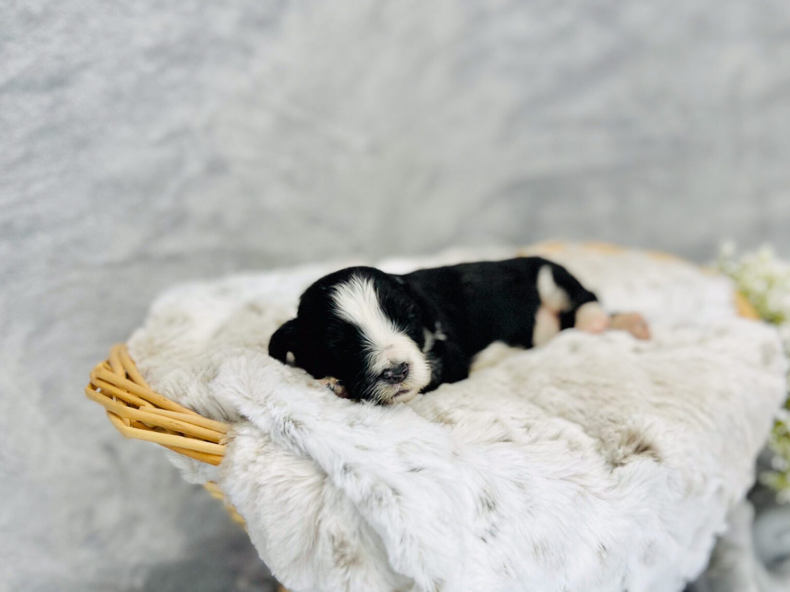 I am just a tiny baby and would love to join your family soon! Of course, you can’t see how cute and curly I will be when I get older, so the Dog Club will send updated photos when I am about 6 to 7 weeks old, if you choose to adopt me. Infant puppy deposits are refundable or transferrable.
