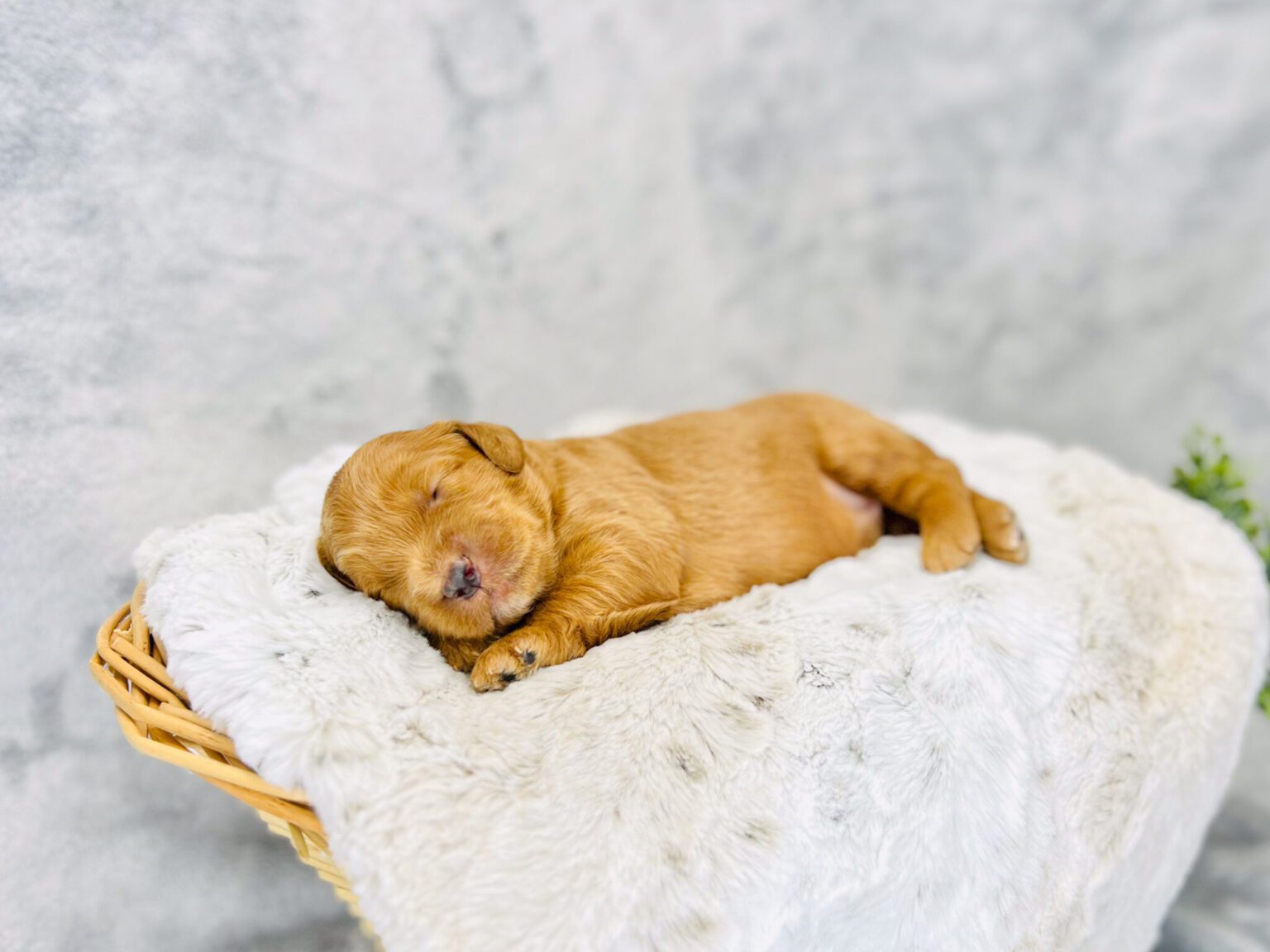 I am just a tiny baby and would love to join your family soon! Of course, you can’t see how cute and curly I will be when I get older, so the Dog Club will send updated photos when I am about 6 to 7 weeks old, if you choose to adopt me. Infant puppy deposits are refundable or transferrable.