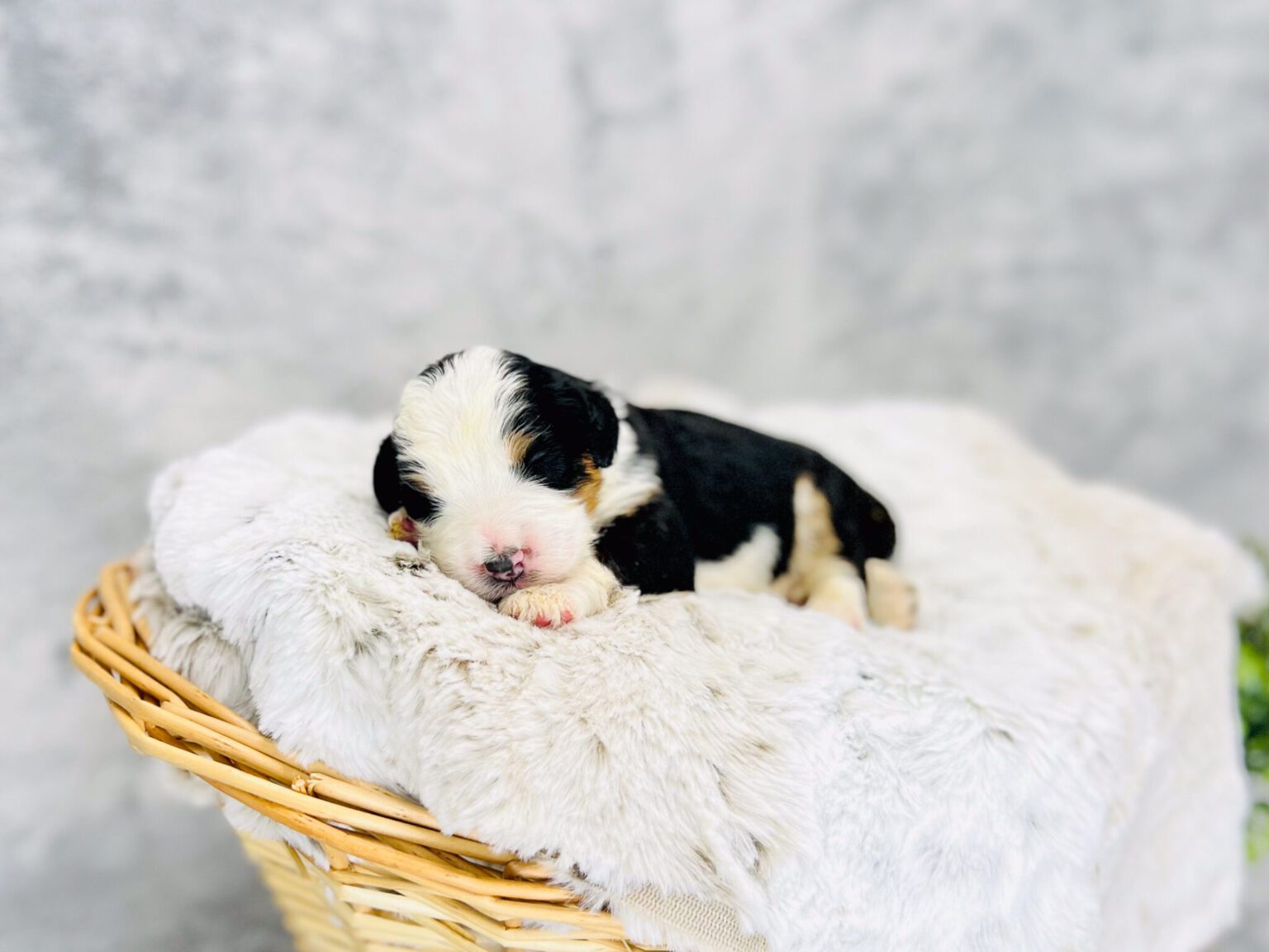 I am just a tiny baby and would love to join your family soon! Of course, you can’t see how cute and curly I will be when I get older, so the Dog Club will send updated photos when I am about 6 to 7 weeks old, if you choose to adopt me. Infant puppy deposits are refundable or transferrable.