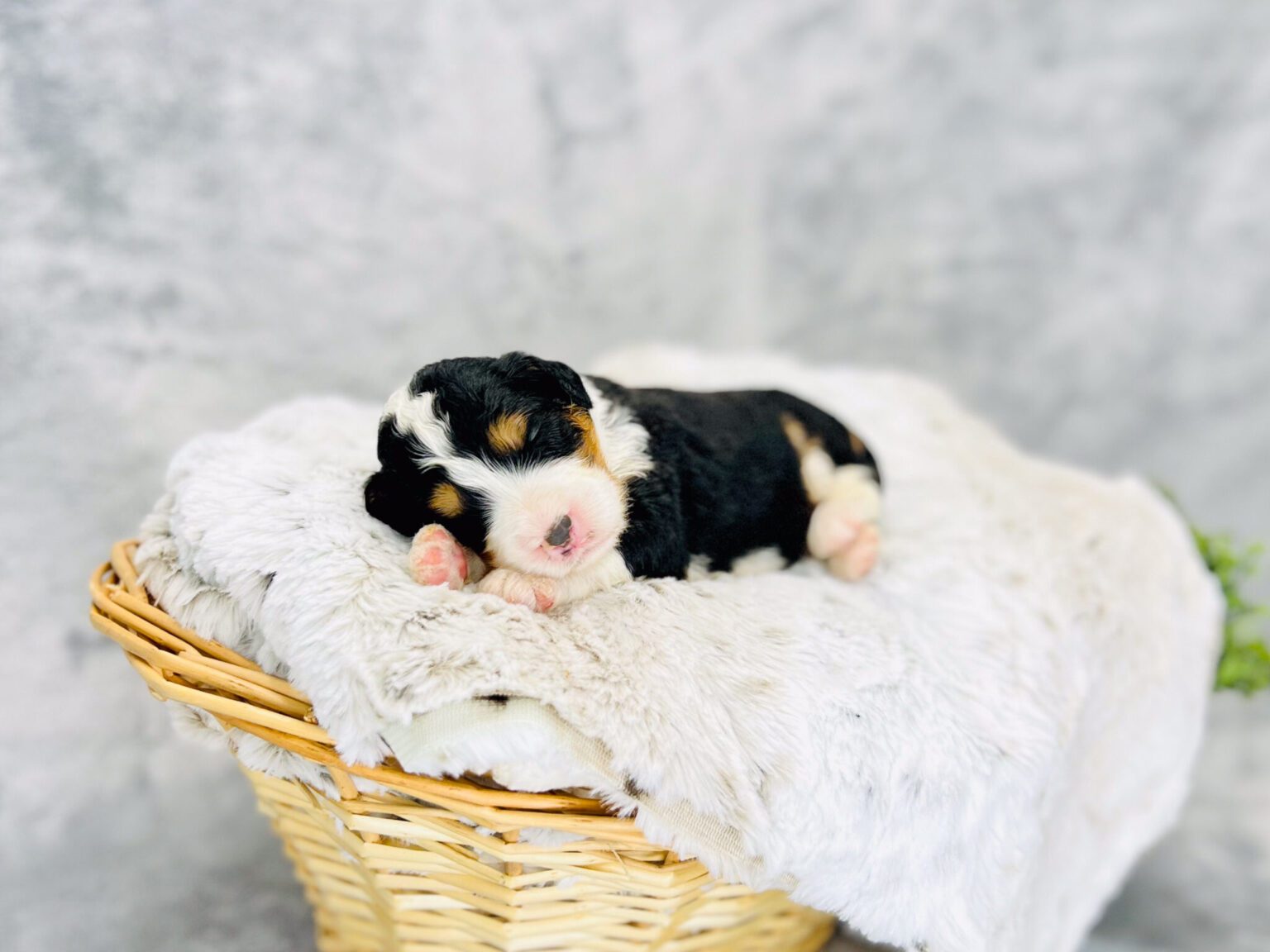 I am just a tiny baby and would love to join your family soon! Of course, you can’t see how cute and curly I will be when I get older, so the Dog Club will send updated photos when I am about 6 to 7 weeks old, if you choose to adopt me. Infant puppy deposits are refundable or transferrable.