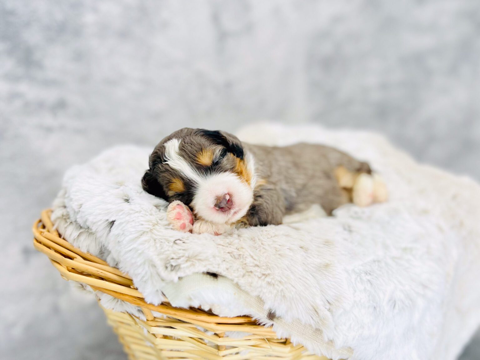 I am just a tiny baby and would love to join your family soon! Of course, you can’t see how cute and curly I will be when I get older, so the Dog Club will send updated photos when I am about 6 to 7 weeks old, if you choose to adopt me. Infant puppy deposits are refundable or transferrable.