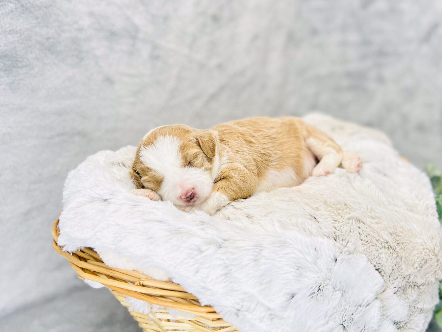 I am just a tiny baby and would love to join your family soon! Of course, you can’t see how cute and curly I will be when I get older, so the Dog Club will send updated photos when I am about 6 to 7 weeks old, if you choose to adopt me. Infant puppy deposits are refundable or transferrable.