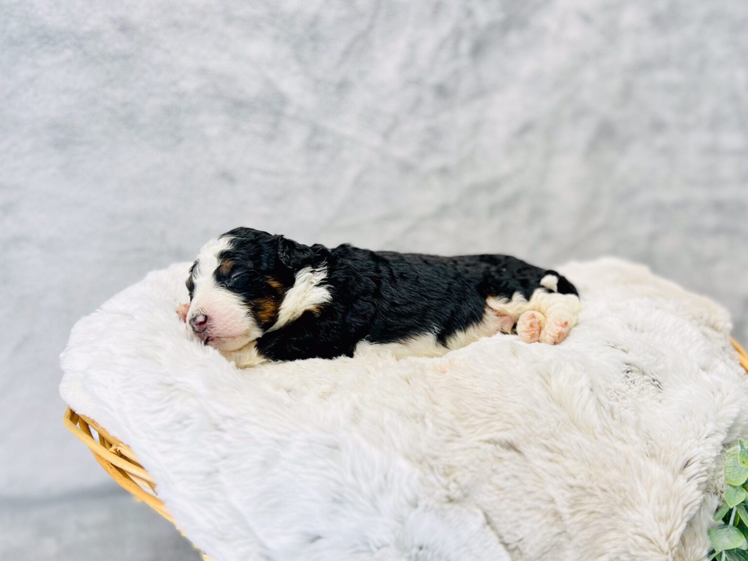 I am just a tiny baby and would love to join your family soon! Of course, you can’t see how cute and curly I will be when I get older, so the Dog Club will send updated photos when I am about 6 to 7 weeks old, if you choose to adopt me. Infant puppy deposits are refundable or transferrable.
