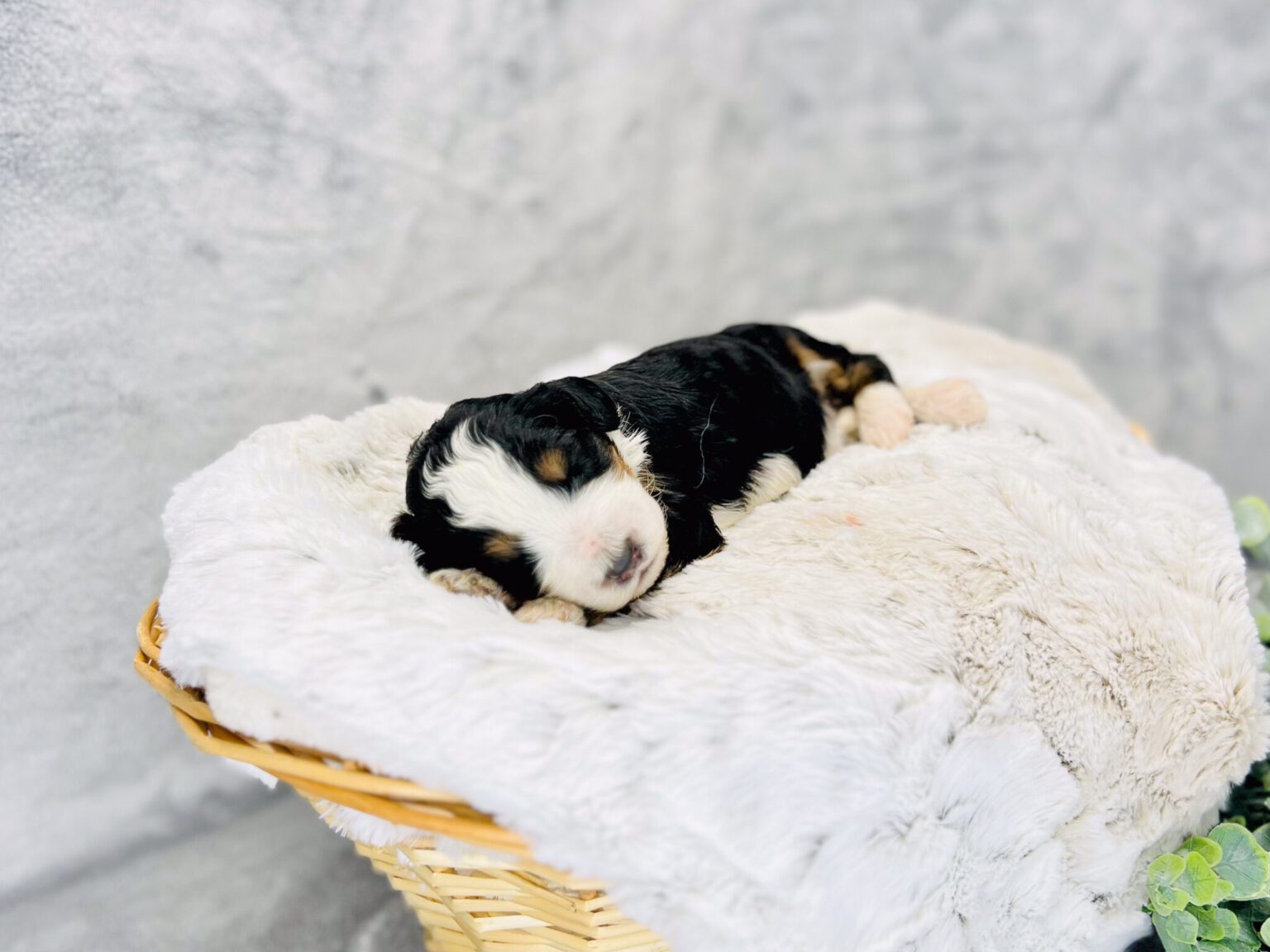 I am just a tiny baby and would love to join your family soon! Of course, you can’t see how cute and curly I will be when I get older, so the Dog Club will send updated photos when I am about 6 to 7 weeks old, if you choose to adopt me. Infant puppy deposits are refundable or transferrable.