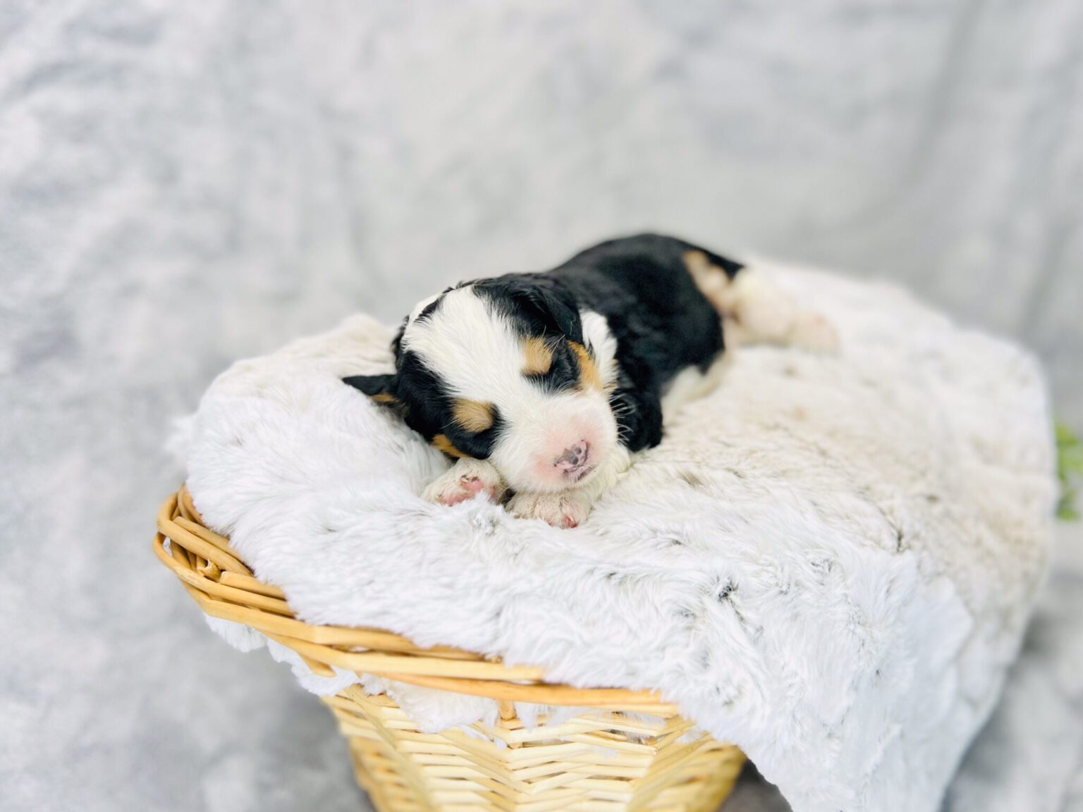 I am just a tiny baby and would love to join your family soon! Of course, you can’t see how cute and curly I will be when I get older, so the Dog Club will send updated photos when I am about 6 to 7 weeks old, if you choose to adopt me. Infant puppy deposits are refundable or transferrable.