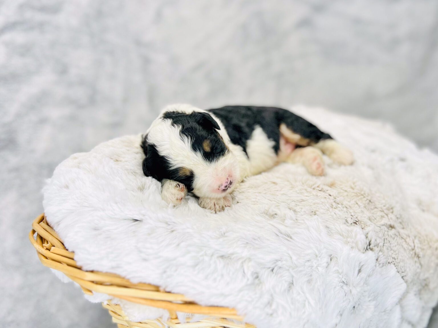 I am just a tiny baby and would love to join your family soon! Of course, you can’t see how cute and curly I will be when I get older, so the Dog Club will send updated photos when I am about 6 to 7 weeks old, if you choose to adopt me. Infant puppy deposits are refundable or transferrable.