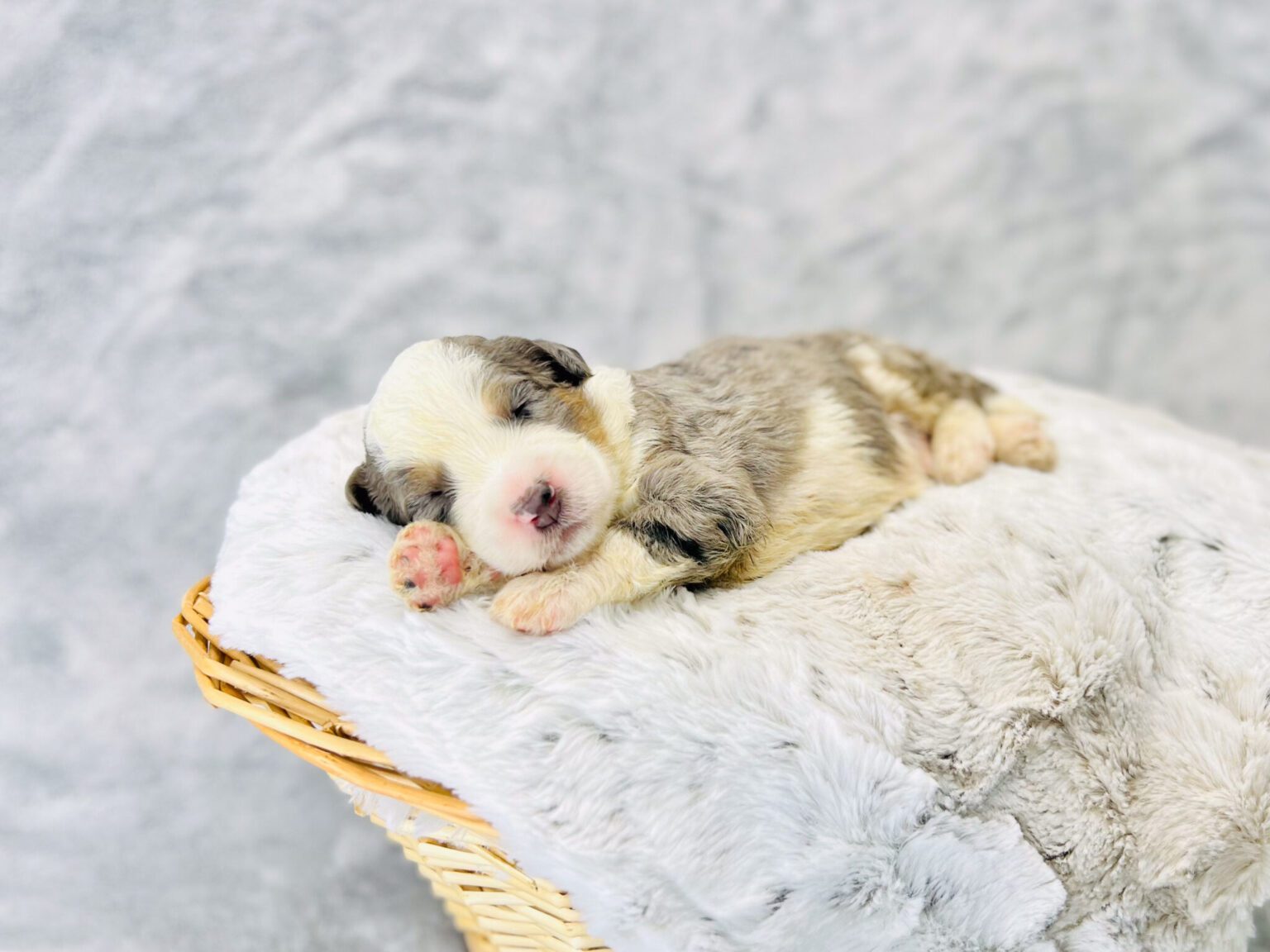 I am just a tiny baby and would love to join your family soon! Of course, you can’t see how cute and curly I will be when I get older, so the Dog Club will send updated photos when I am about 6 to 7 weeks old, if you choose to adopt me. Infant puppy deposits are refundable or transferrable.