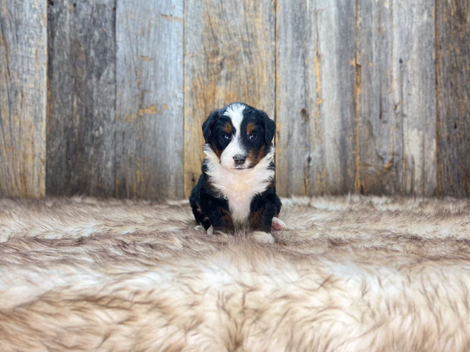 I am just a tiny baby and would love to join your family soon! Of course, you can’t see how cute and curly I will be when I get older, so the Dog Club will send updated photos when I am about 6 to 7 weeks old, if you choose to adopt me. Infant puppy deposits are refundable or transferrable.