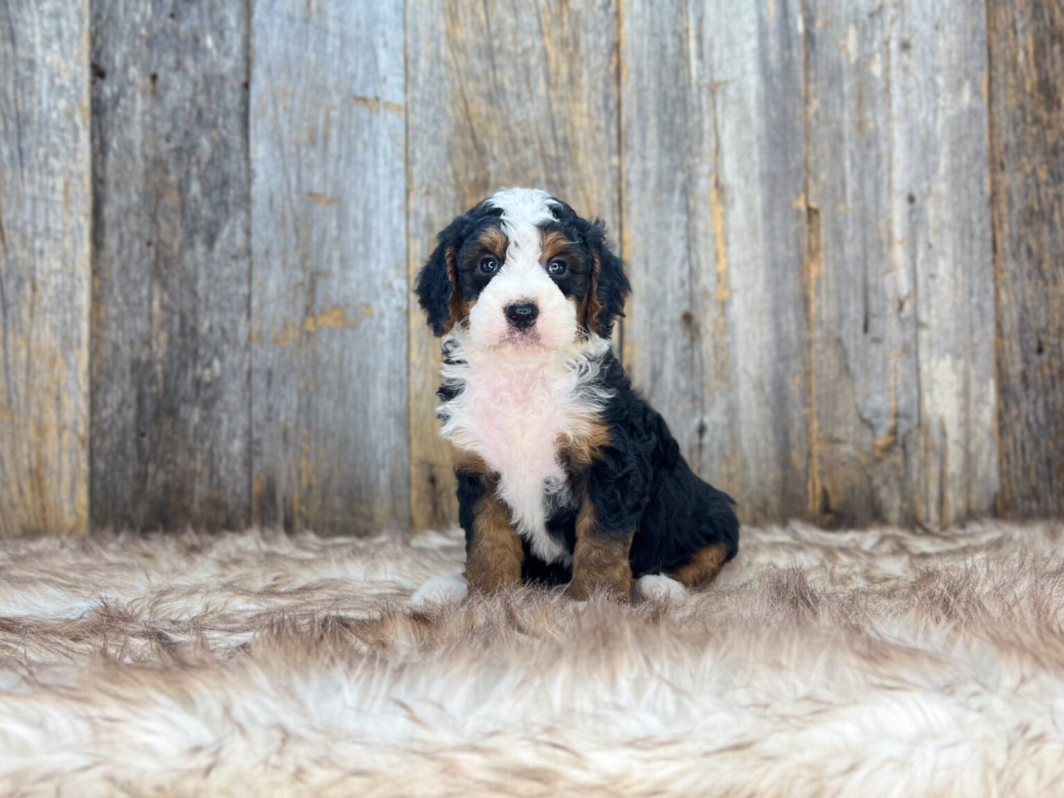 I am just a tiny baby and would love to join your family soon! Of course, you can’t see how cute and curly I will be when I get older, so the Dog Club will send updated photos when I am about 6 to 7 weeks old, if you choose to adopt me. Infant puppy deposits are refundable or transferrable.