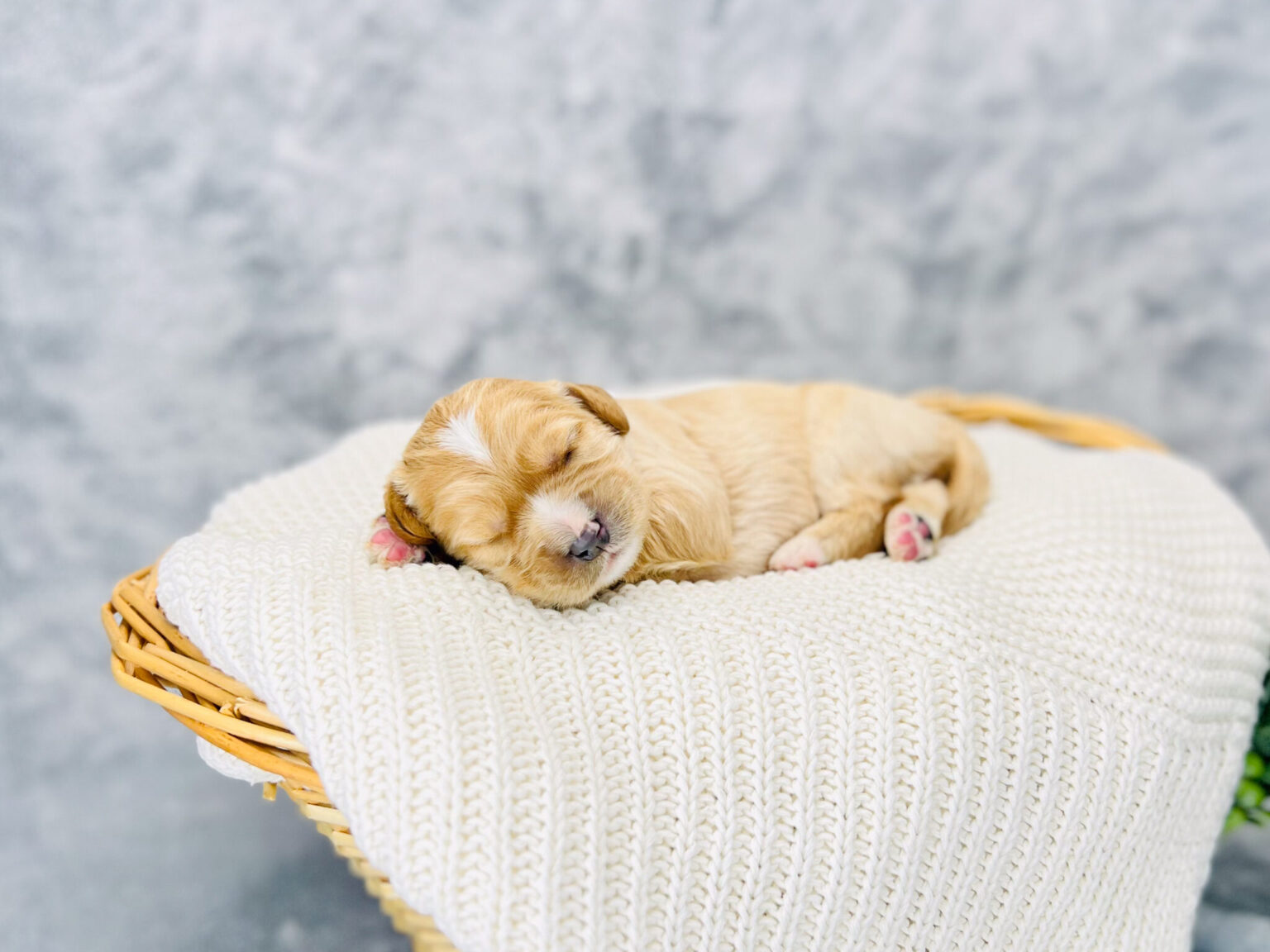 I am just a tiny baby and would love to join your family soon! Of course, you can’t see how cute and curly I will be when I get older, so the Dog Club will send updated photos when I am about 6 to 7 weeks old, if you choose to adopt me. Infant puppy deposits are refundable or transferrable.