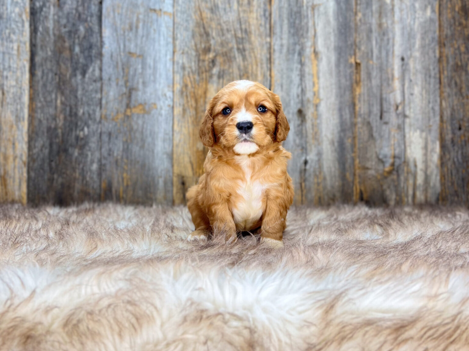 I am just a tiny baby and would love to join your family soon! Of course, you can’t see how cute and curly I will be when I get older, so the Dog Club will send updated photos when I am about 6 to 7 weeks old, if you choose to adopt me. Infant puppy deposits are refundable or transferrable.