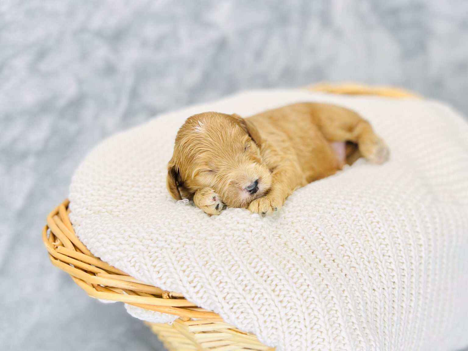 I am just a tiny baby and would love to join your family soon! Of course, you can’t see how cute and curly I will be when I get older, so the Dog Club will send updated photos when I am about 6 to 7 weeks old, if you choose to adopt me. Infant puppy deposits are refundable or transferrable.