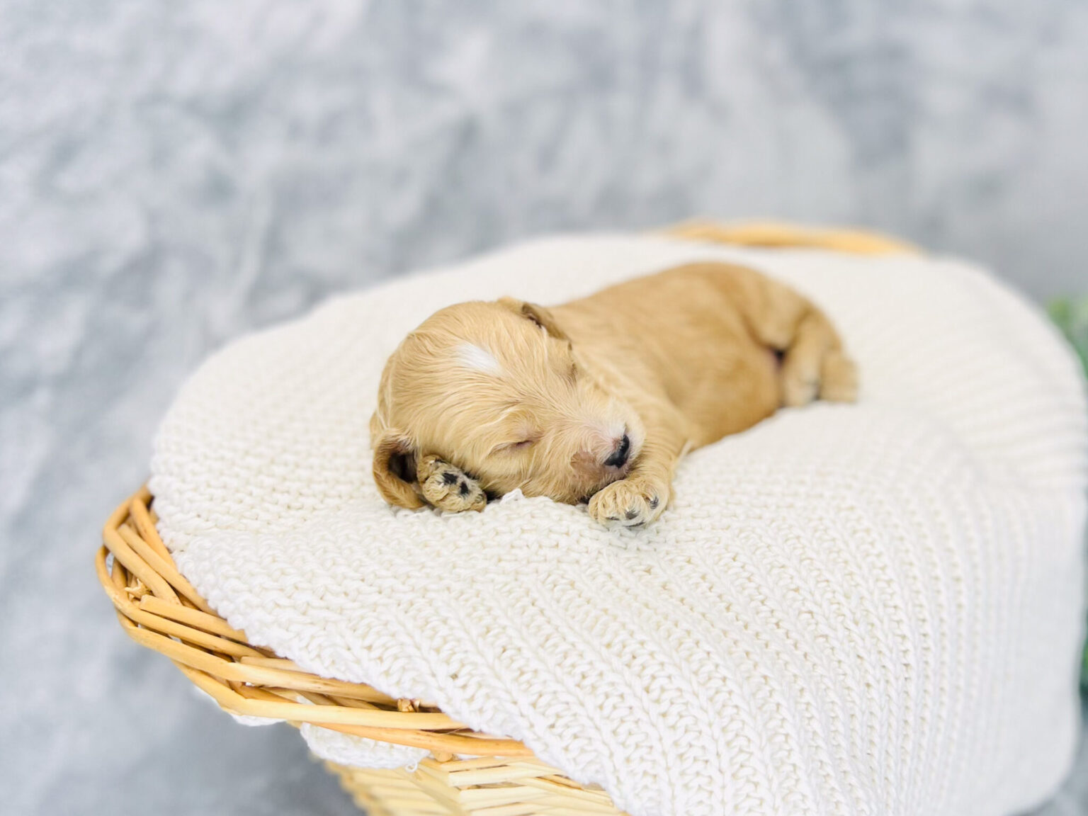 I am just a tiny baby and would love to join your family soon! Of course, you can’t see how cute and curly I will be when I get older, so the Dog Club will send updated photos when I am about 6 to 7 weeks old, if you choose to adopt me. Infant puppy deposits are refundable or transferrable.