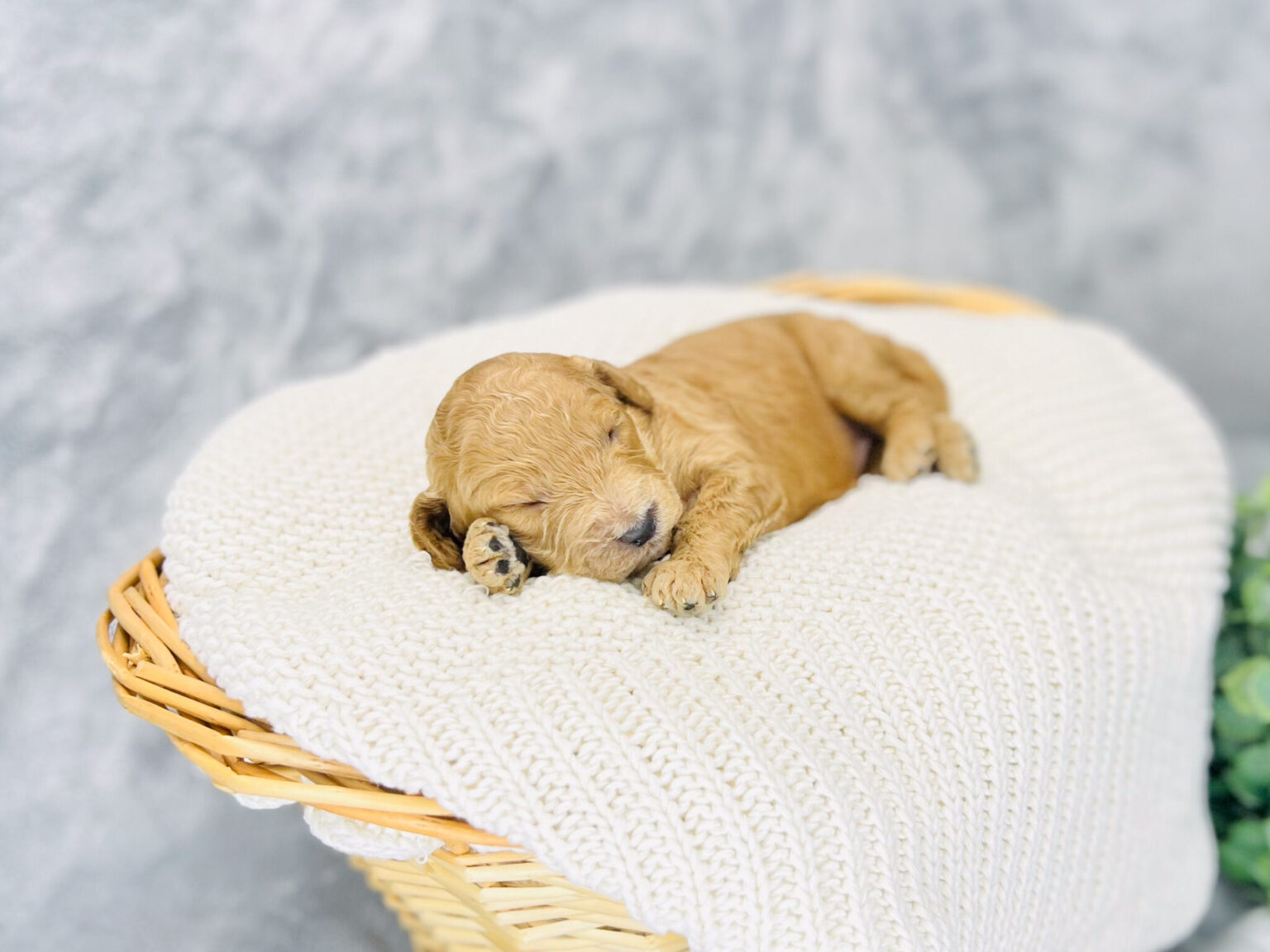 I am just a tiny baby and would love to join your family soon! Of course, you can’t see how cute and curly I will be when I get older, so the Dog Club will send updated photos when I am about 6 to 7 weeks old, if you choose to adopt me. Infant puppy deposits are refundable or transferrable.