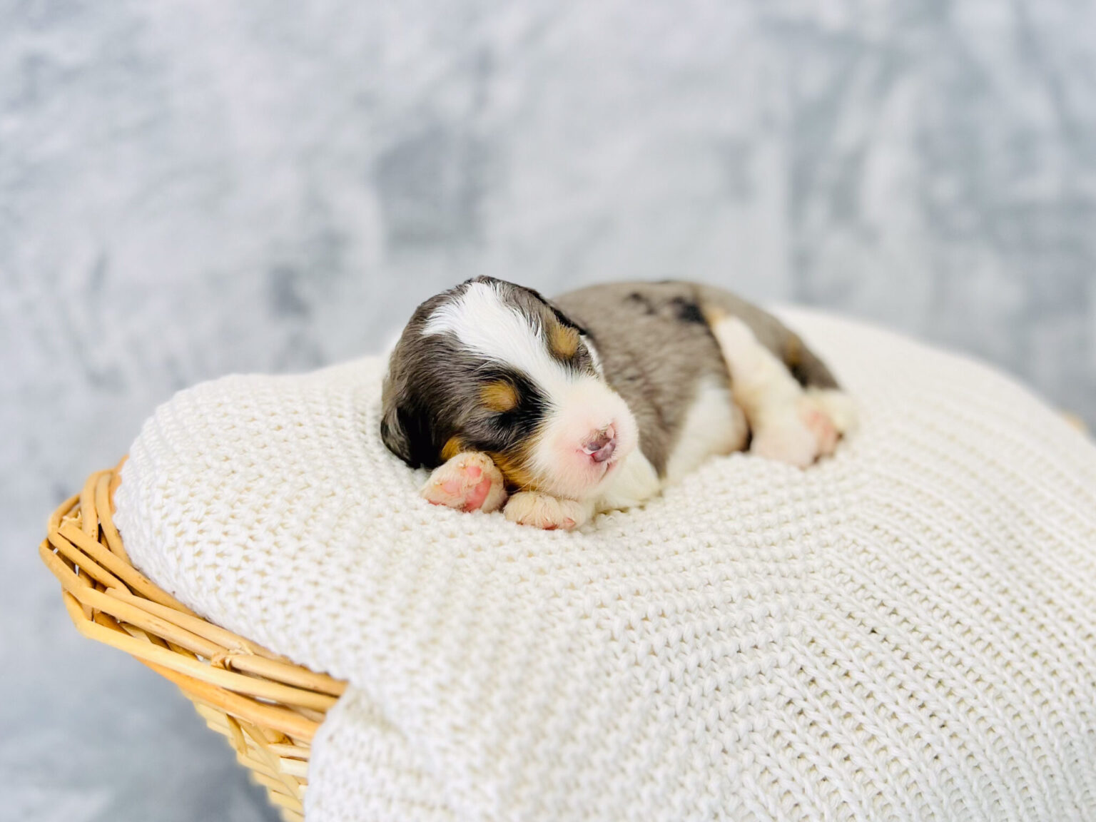 I am just a tiny baby and would love to join your family soon! Of course, you can’t see how cute and curly I will be when I get older, so the Dog Club will send updated photos when I am about 6 to 7 weeks old, if you choose to adopt me. Infant puppy deposits are refundable or transferrable.