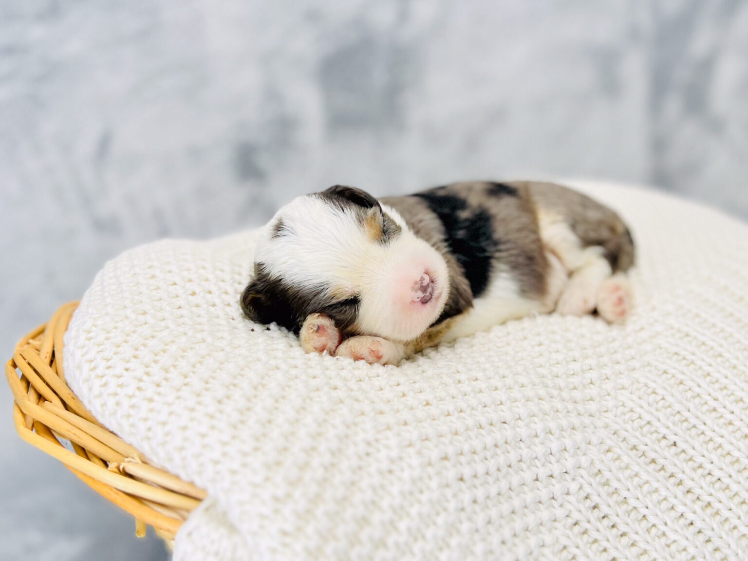I am just a tiny baby and would love to join your family soon! Of course, you can’t see how cute and curly I will be when I get older, so the Dog Club will send updated photos when I am about 6 to 7 weeks old, if you choose to adopt me. Infant puppy deposits are refundable or transferrable.