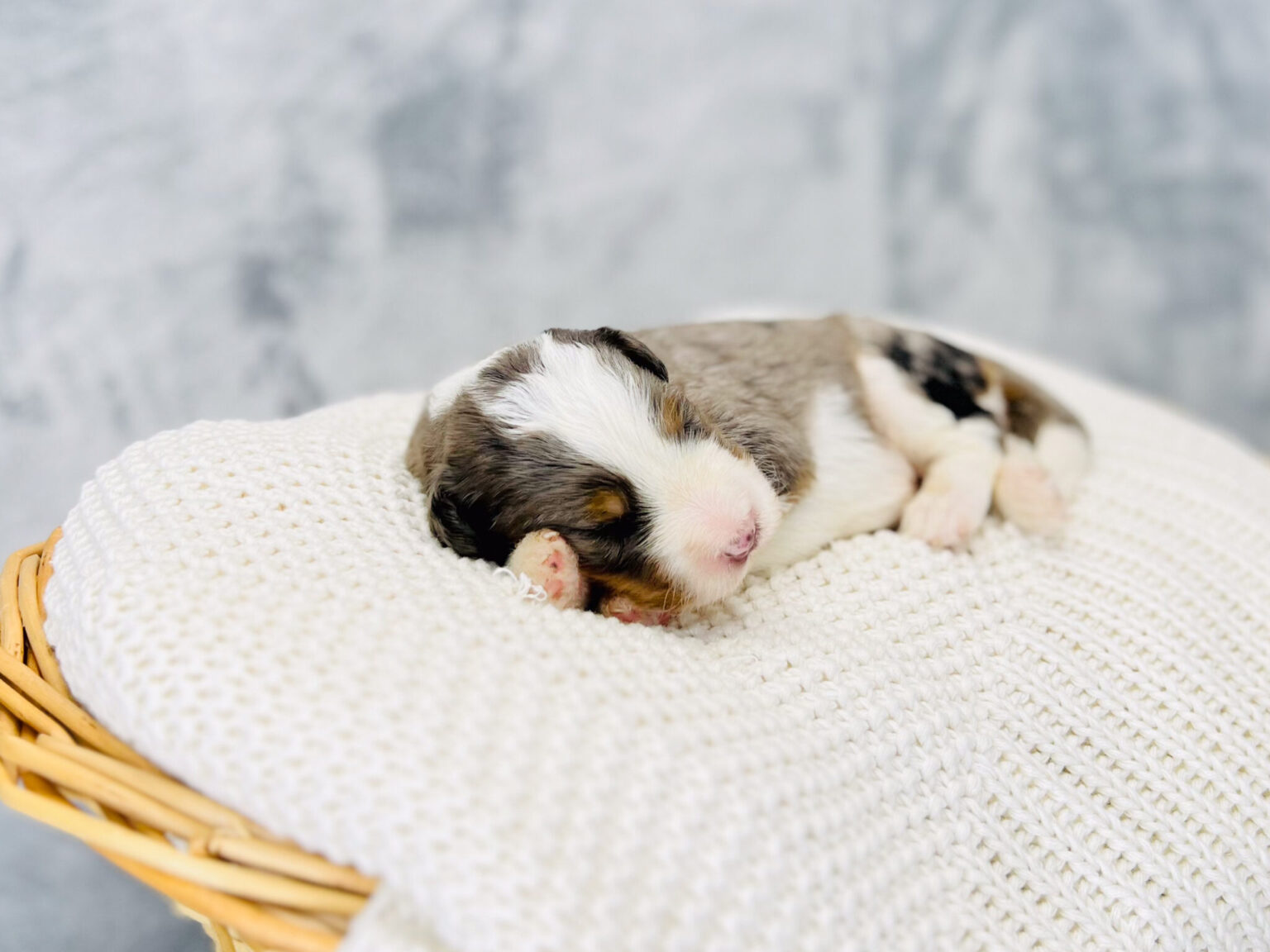 I am just a tiny baby and would love to join your family soon! Of course, you can’t see how cute and curly I will be when I get older, so the Dog Club will send updated photos when I am about 6 to 7 weeks old, if you choose to adopt me. Infant puppy deposits are refundable or transferrable.