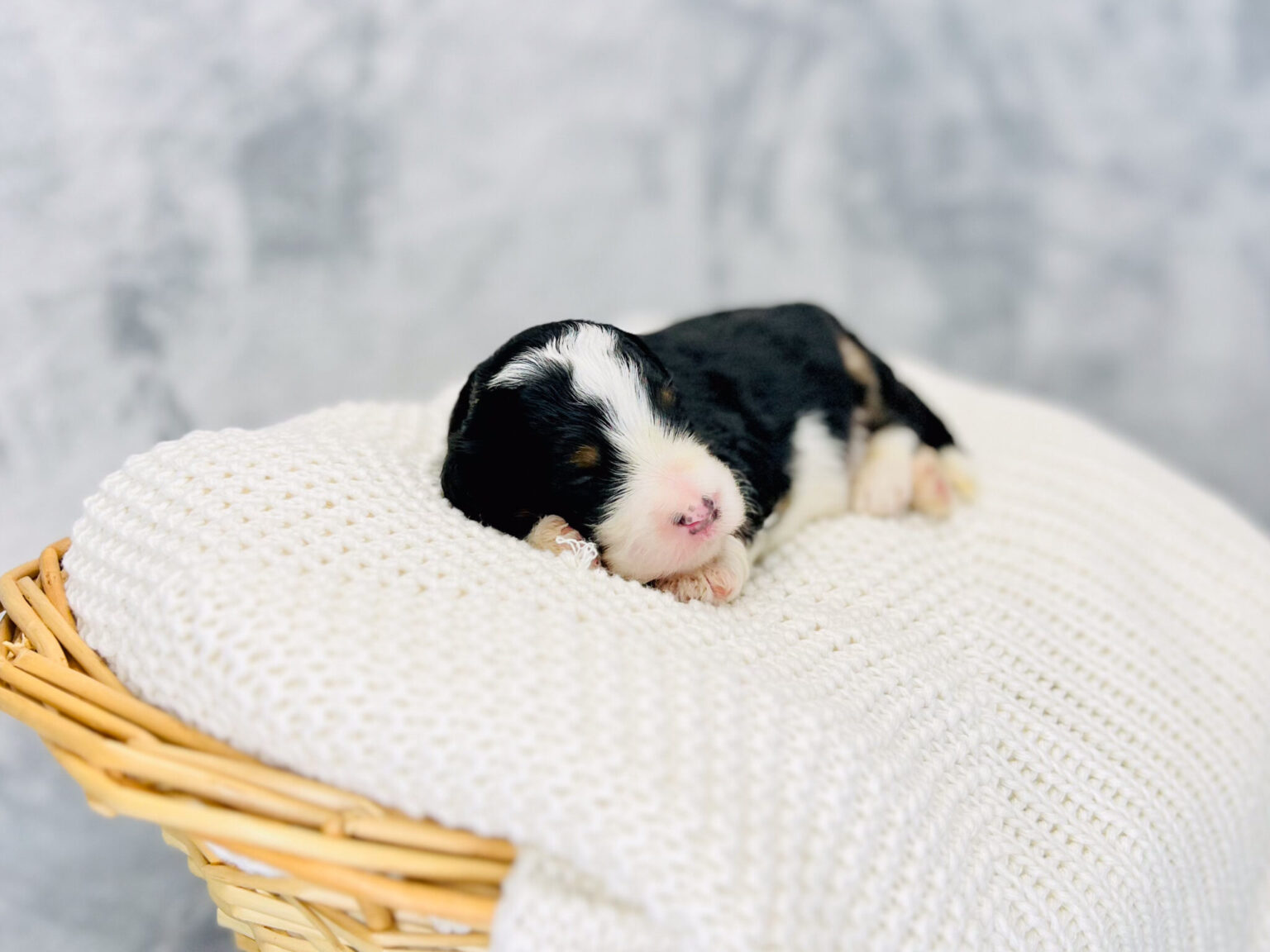 I am just a tiny baby and would love to join your family soon! Of course, you can’t see how cute and curly I will be when I get older, so the Dog Club will send updated photos when I am about 6 to 7 weeks old, if you choose to adopt me. Infant puppy deposits are refundable or transferrable.