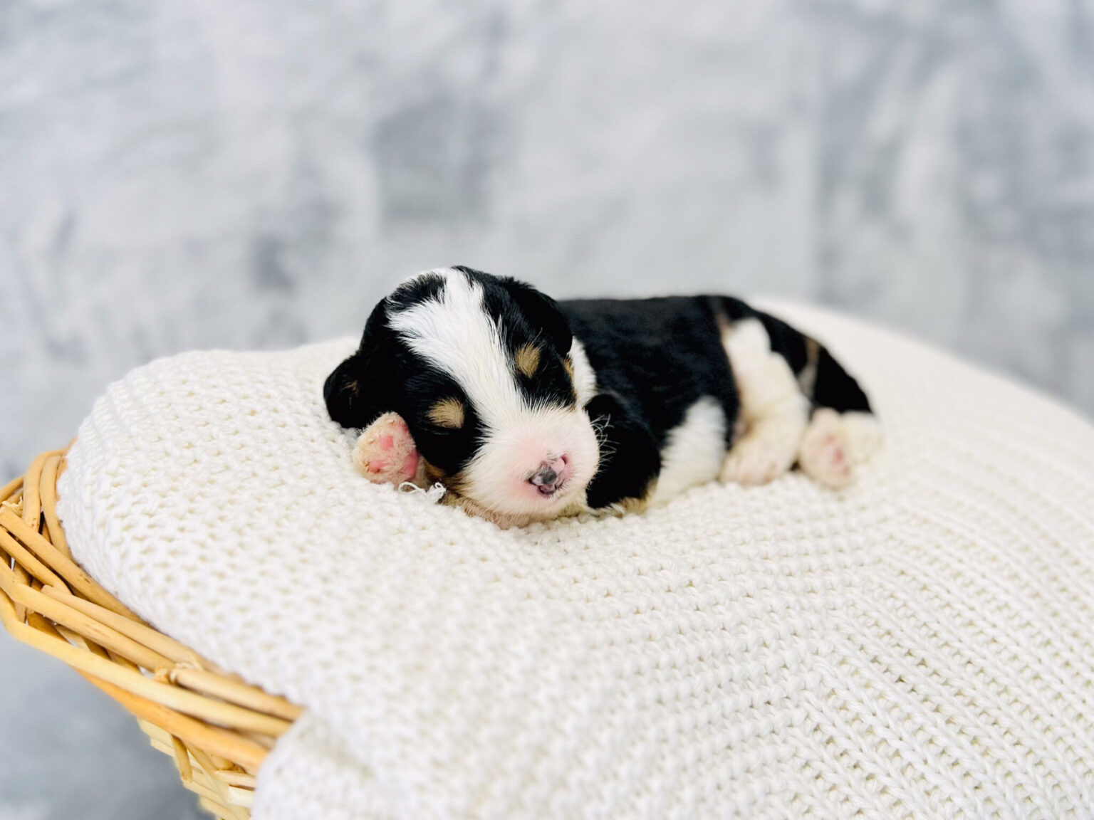 I am just a tiny baby and would love to join your family soon! Of course, you can’t see how cute and curly I will be when I get older, so the Dog Club will send updated photos when I am about 6 to 7 weeks old, if you choose to adopt me. Infant puppy deposits are refundable or transferrable.