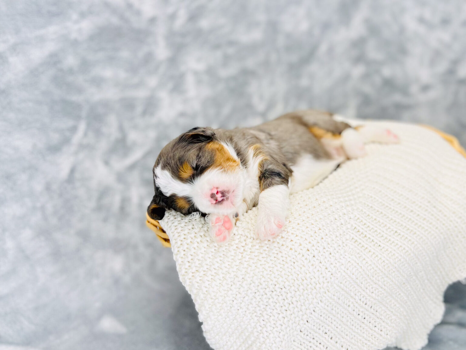I am just a tiny baby and would love to join your family soon! Of course, you can’t see how cute and curly I will be when I get older, so the Dog Club will send updated photos when I am about 6 to 7 weeks old, if you choose to adopt me. Infant puppy deposits are refundable or transferrable.