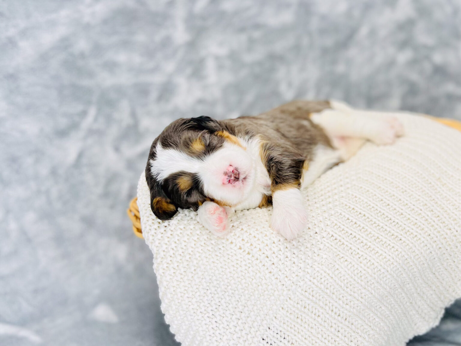 I am just a tiny baby and would love to join your family soon! Of course, you can’t see how cute and curly I will be when I get older, so the Dog Club will send updated photos when I am about 6 to 7 weeks old, if you choose to adopt me. Infant puppy deposits are refundable or transferrable.