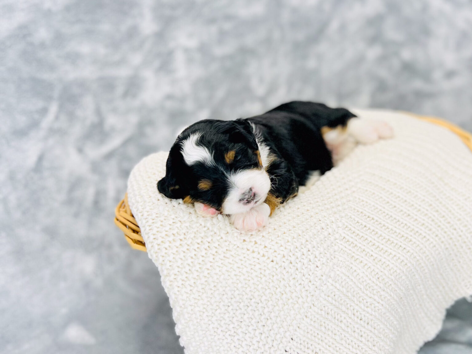 I am just a tiny baby and would love to join your family soon! Of course, you can’t see how cute and curly I will be when I get older, so the Dog Club will send updated photos when I am about 6 to 7 weeks old, if you choose to adopt me. Infant puppy deposits are refundable or transferrable.