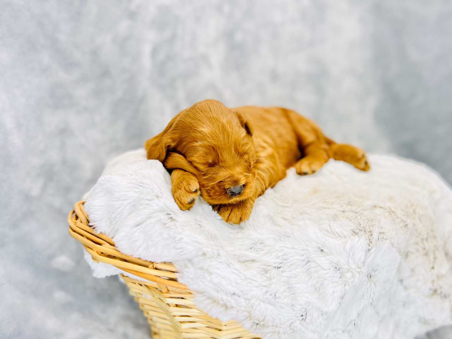 I am just a tiny baby and would love to join your family soon! Of course, you can’t see how cute and curly I will be when I get older, so the Dog Club will send updated photos when I am about 6 to 7 weeks old, if you choose to adopt me. Infant puppy deposits are refundable or transferrable.