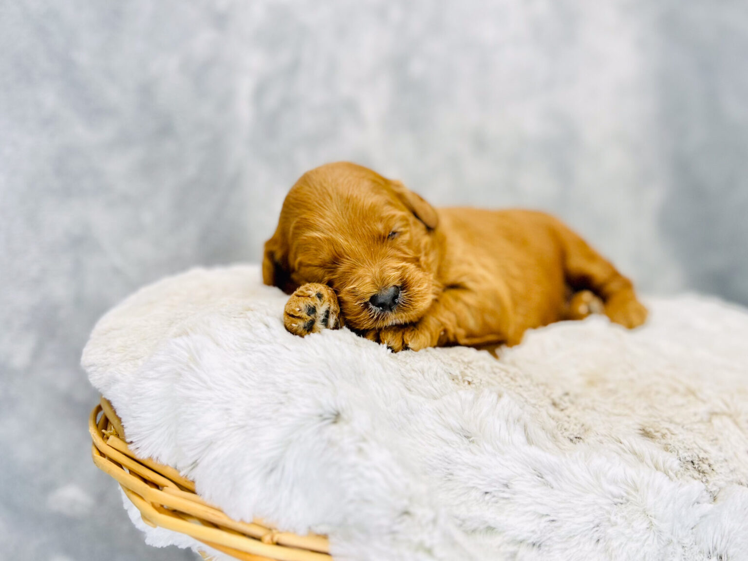 I am just a tiny baby and would love to join your family soon! Of course, you can’t see how cute and curly I will be when I get older, so the Dog Club will send updated photos when I am about 6 to 7 weeks old, if you choose to adopt me. Infant puppy deposits are refundable or transferrable.