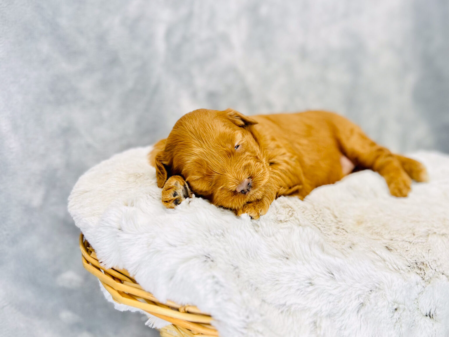 I am just a tiny baby and would love to join your family soon! Of course, you can’t see how cute and curly I will be when I get older, so the Dog Club will send updated photos when I am about 6 to 7 weeks old, if you choose to adopt me. Infant puppy deposits are refundable or transferrable.