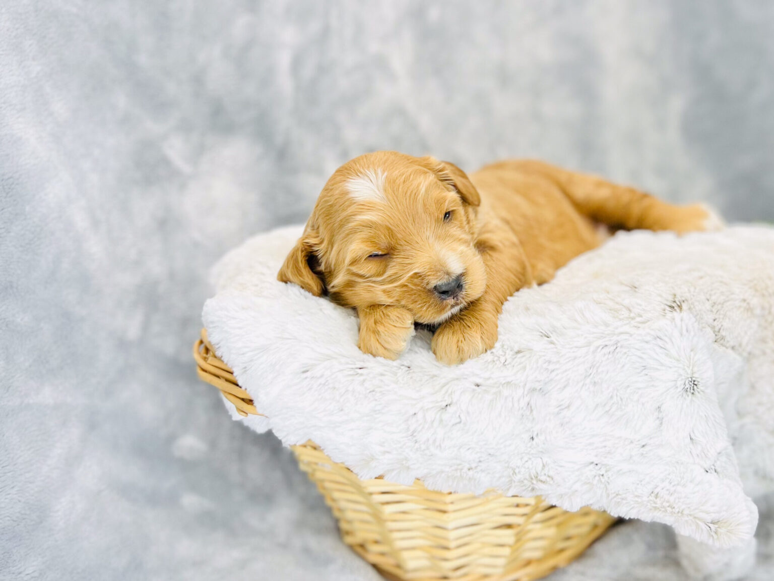 I am just a tiny baby and would love to join your family soon! Of course, you can’t see how cute and curly I will be when I get older, so the Dog Club will send updated photos when I am about 6 to 7 weeks old, if you choose to adopt me. Infant puppy deposits are refundable or transferrable.