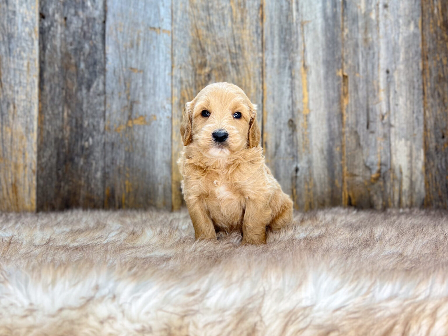 I am just a tiny baby and would love to join your family soon! Of course, you can’t see how cute and curly I will be when I get older, so the Dog Club will send updated photos when I am about 6 to 7 weeks old, if you choose to adopt me. Infant puppy deposits are refundable or transferrable.