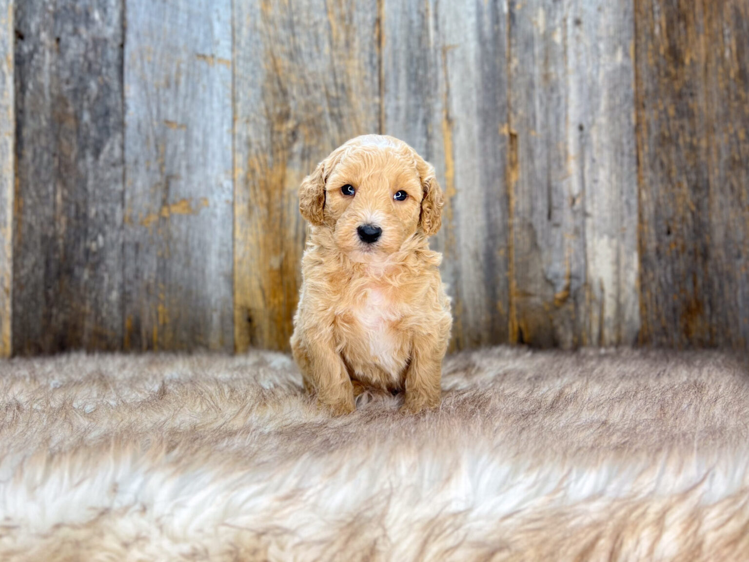 I am just a tiny baby and would love to join your family soon! Of course, you can’t see how cute and curly I will be when I get older, so the Dog Club will send updated photos when I am about 6 to 7 weeks old, if you choose to adopt me. Infant puppy deposits are refundable or transferrable.