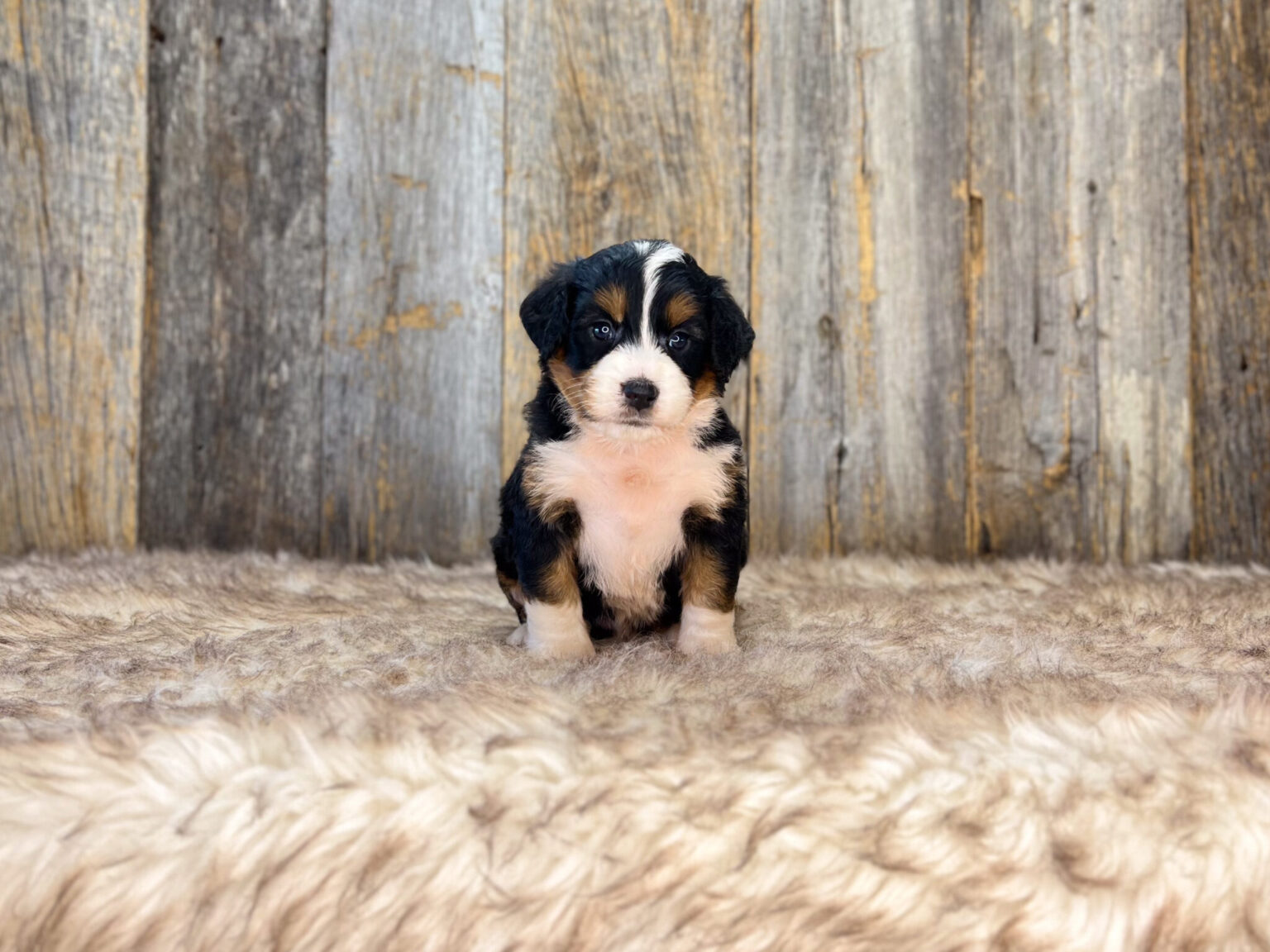 I am just a tiny baby and would love to join your family soon! Of course, you can’t see how cute and curly I will be when I get older, so the Dog Club will send updated photos when I am about 6 to 7 weeks old, if you choose to adopt me. Infant puppy deposits are refundable or transferrable.