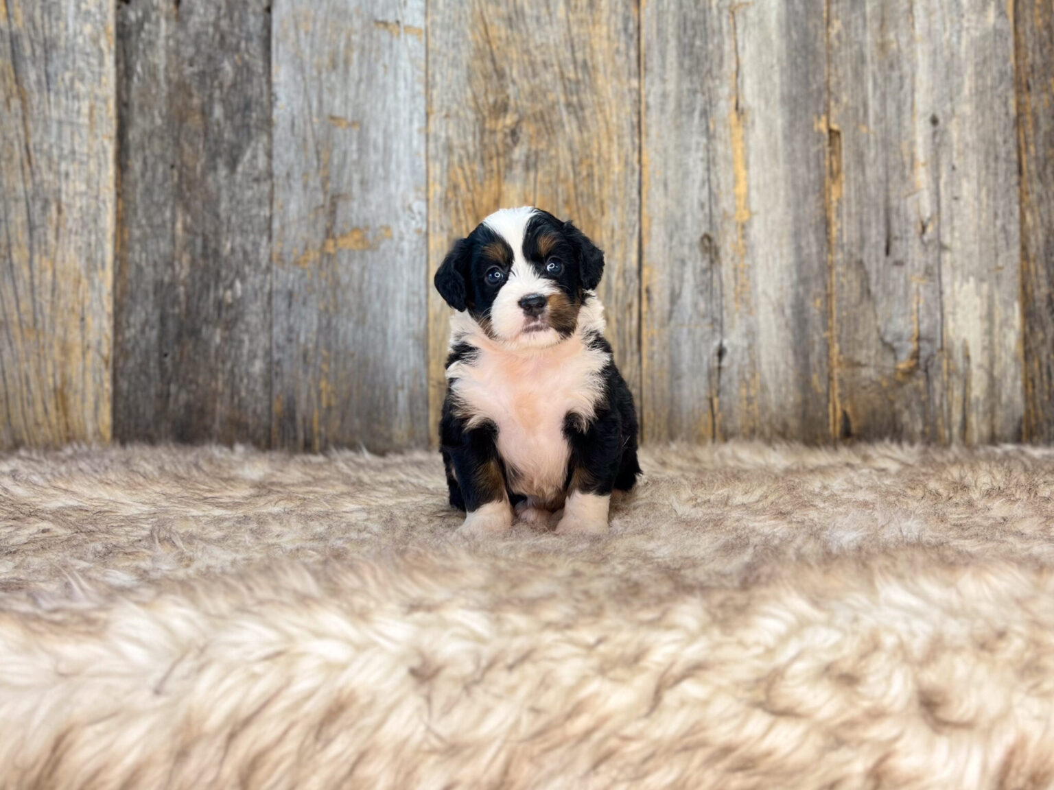 I am just a tiny baby and would love to join your family soon! Of course, you can’t see how cute and curly I will be when I get older, so the Dog Club will send updated photos when I am about 6 to 7 weeks old, if you choose to adopt me. Infant puppy deposits are refundable or transferrable.