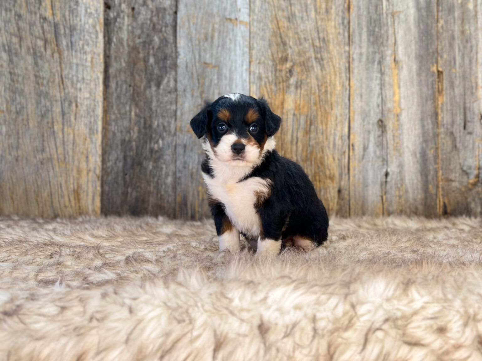 I am just a tiny baby and would love to join your family soon! Of course, you can’t see how cute and curly I will be when I get older, so the Dog Club will send updated photos when I am about 6 to 7 weeks old, if you choose to adopt me. Infant puppy deposits are refundable or transferrable.