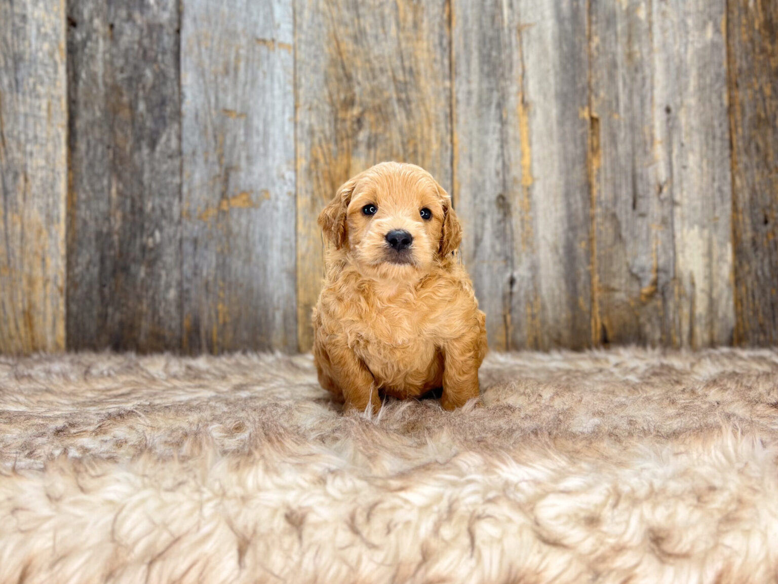 I am just a tiny baby and would love to join your family soon! Of course, you can’t see how cute and curly I will be when I get older, so the Dog Club will send updated photos when I am about 6 to 7 weeks old, if you choose to adopt me. Infant puppy deposits are refundable or transferrable.