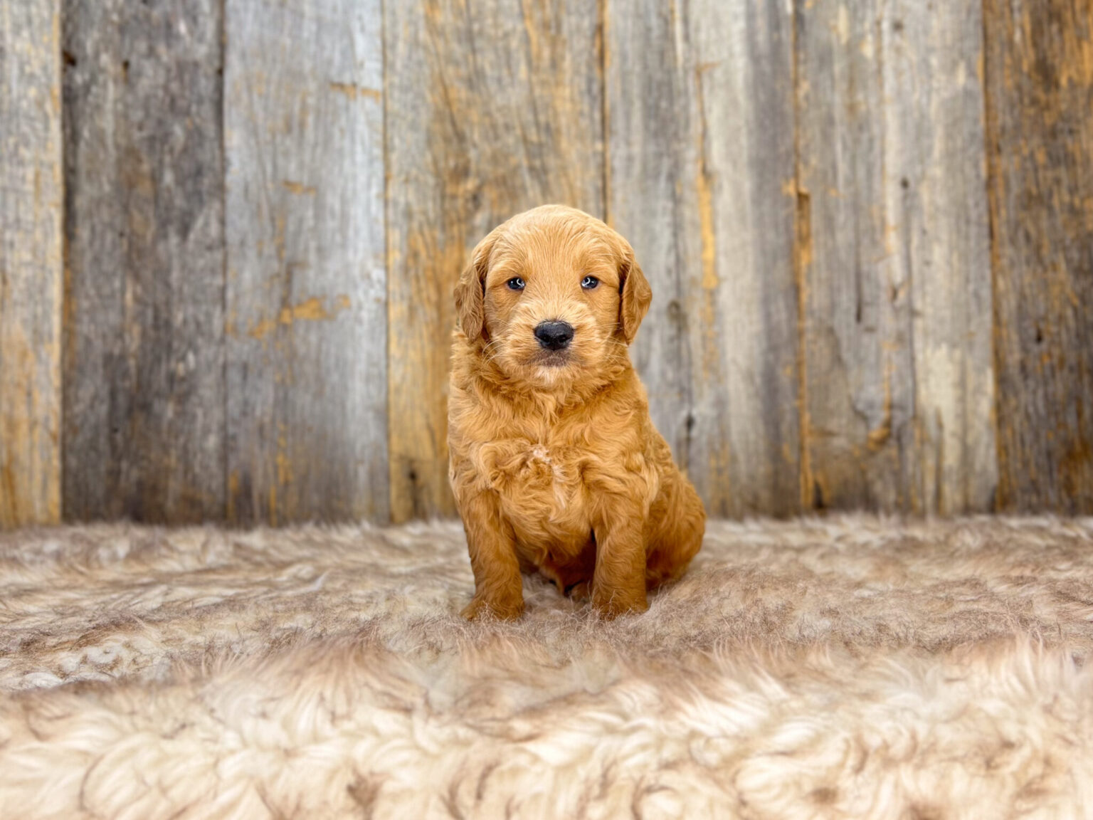 I am just a tiny baby and would love to join your family soon! Of course, you can’t see how cute and curly I will be when I get older, so the Dog Club will send updated photos when I am about 6 to 7 weeks old, if you choose to adopt me. Infant puppy deposits are refundable or transferrable.