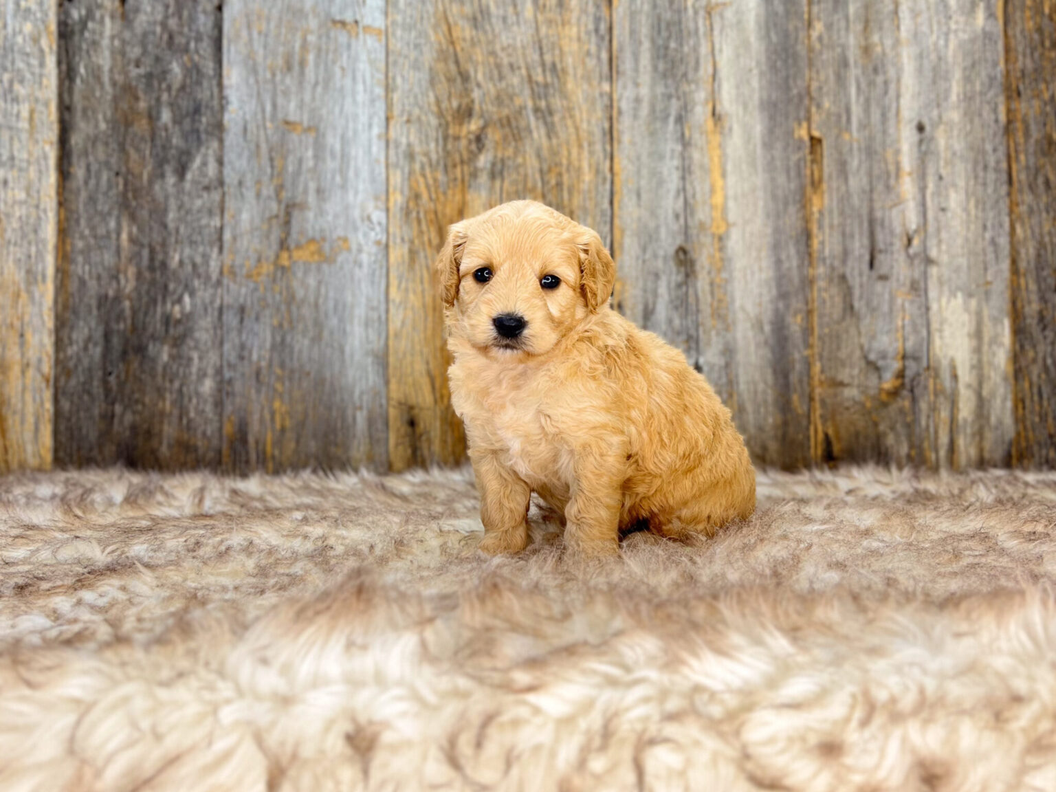 I am just a tiny baby and would love to join your family soon! Of course, you can’t see how cute and curly I will be when I get older, so the Dog Club will send updated photos when I am about 6 to 7 weeks old, if you choose to adopt me. Infant puppy deposits are refundable or transferrable.