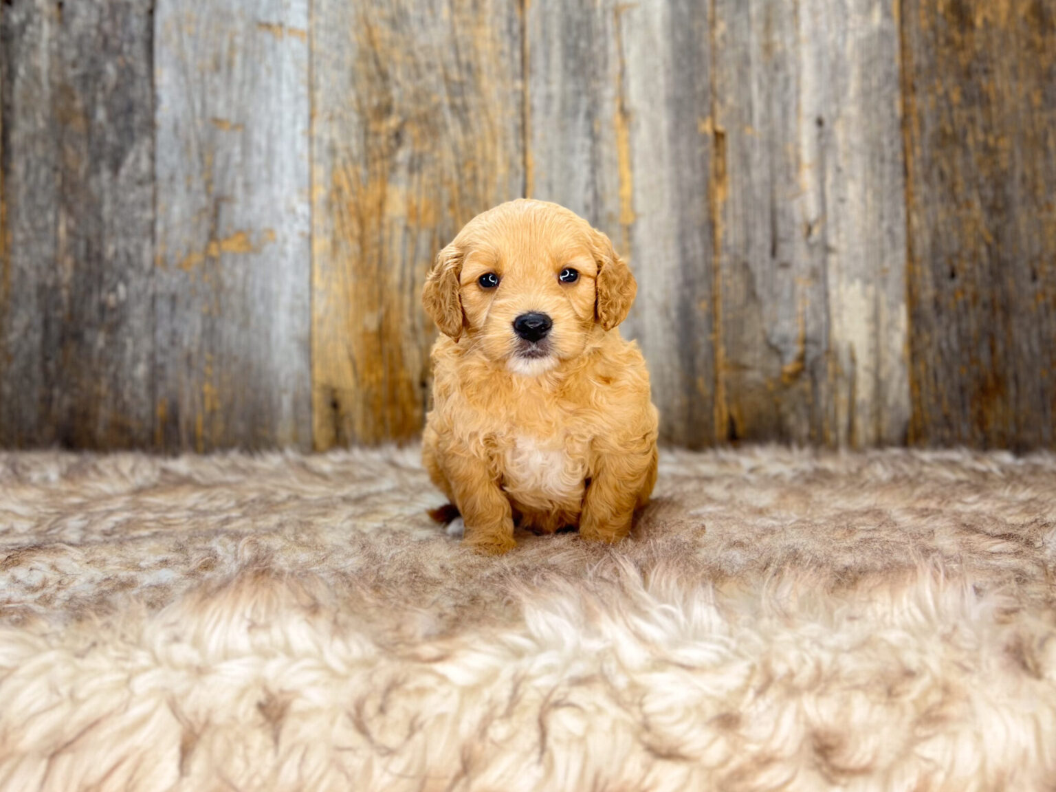 I am just a tiny baby and would love to join your family soon! Of course, you can’t see how cute and curly I will be when I get older, so the Dog Club will send updated photos when I am about 6 to 7 weeks old, if you choose to adopt me. Infant puppy deposits are refundable or transferrable.