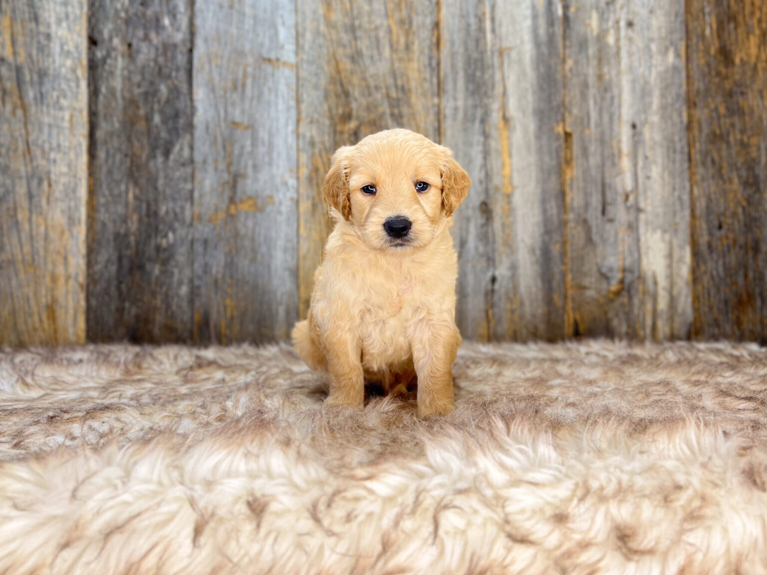 I am just a tiny baby and would love to join your family soon! Of course, you can’t see how cute and curly I will be when I get older, so the Dog Club will send updated photos when I am about 6 to 7 weeks old, if you choose to adopt me. Infant puppy deposits are refundable or transferrable.