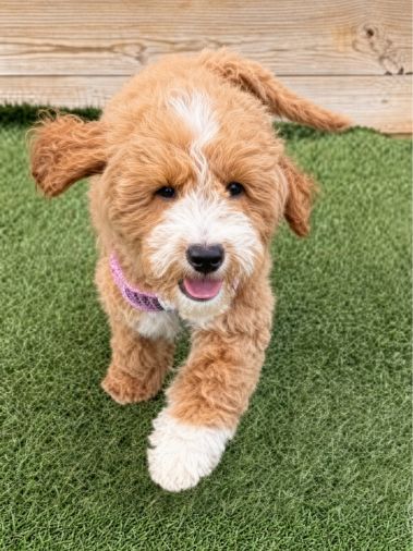 Young puppy walking on turf