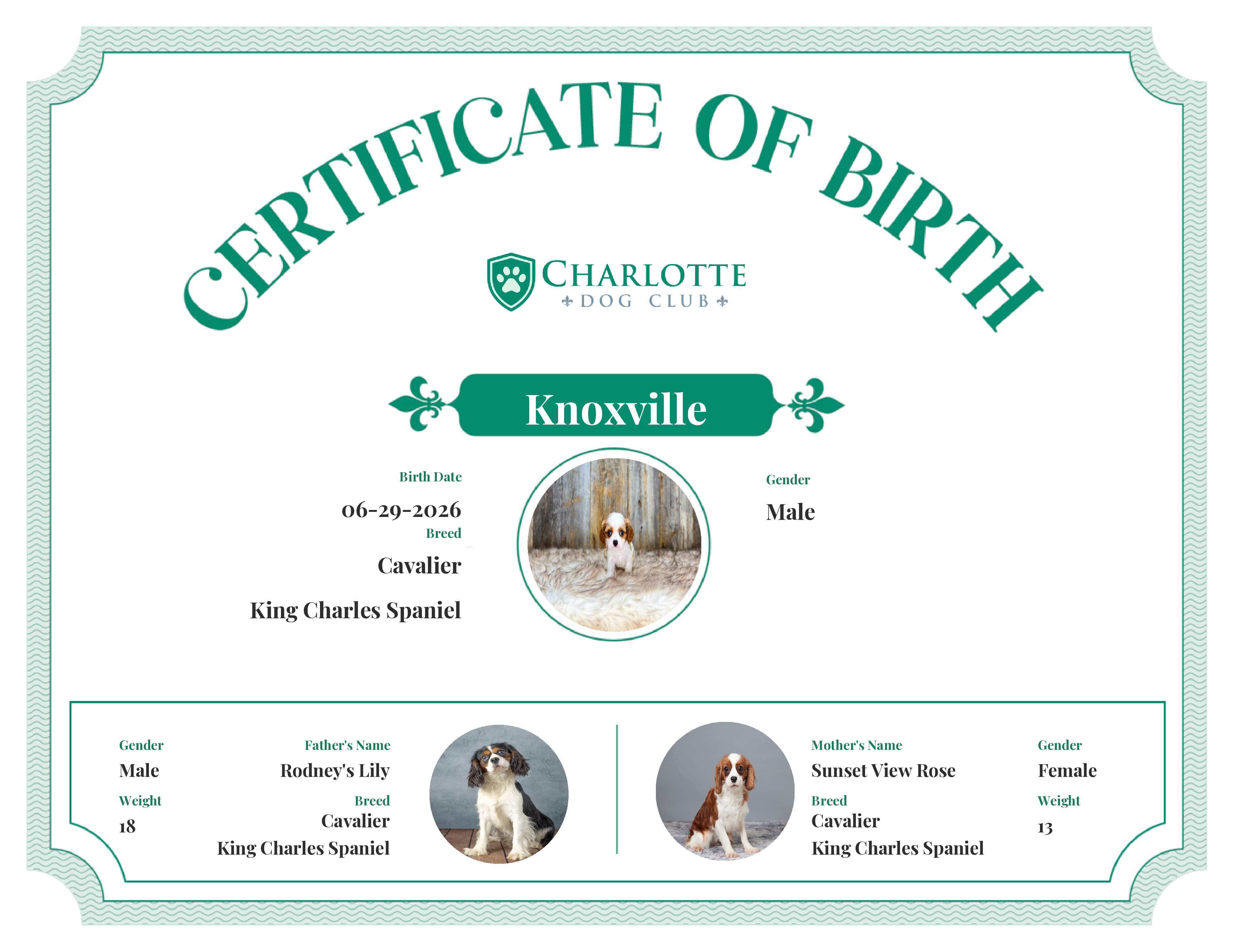 Knoxville's Birth Certificate